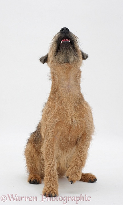 Border Terrier sitting, looking up, white background