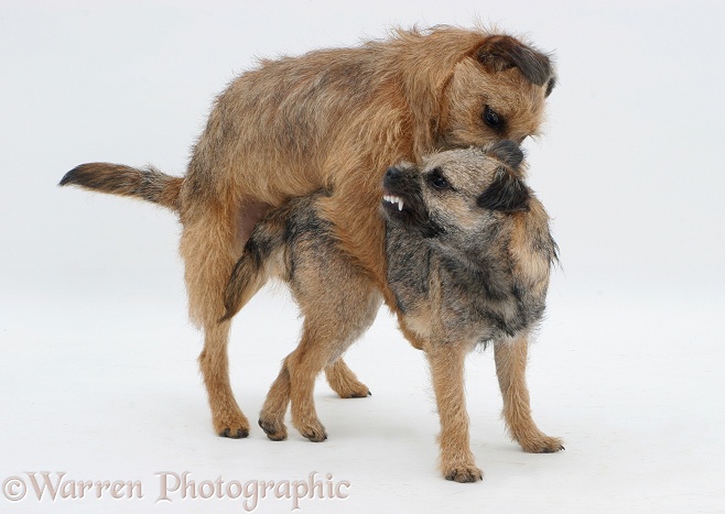 Border Terrier bitch snarling at her grown up pup who is mounting her during play, white background