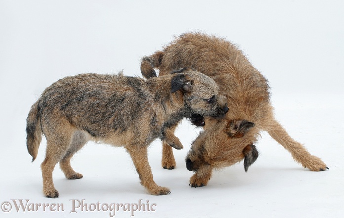 Border Terrier bitch play-fighting with her grown up pup, white background