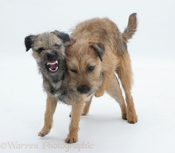 Border Terrier bitch snarling at her grown up pup who is mounting her during play, white background