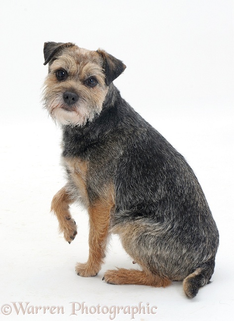 Border Terrier bitch sitting side on, and turning to look at us, white background