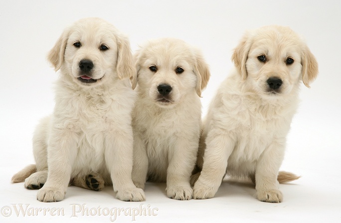 Golden Retriever pups, white background