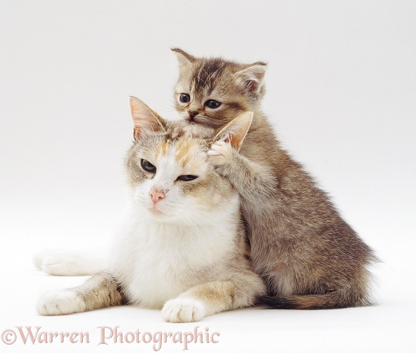 Silver tortoiseshell-and-white mother cat Pearl with her brown ticked tabby kitten, 8 weeks old, white background