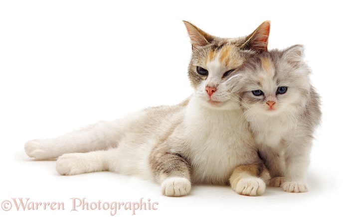 Silver tortoiseshell-and-white mother cat Pearl with her kitten, 8 weeks old, white background