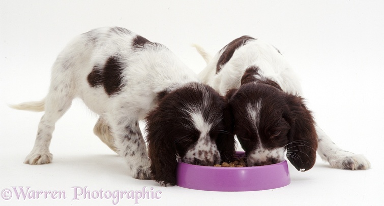 Two English Springer Spaniel pups, 8 weeks old, pushing and shoving as they eat from a purple plastic bowl, white background