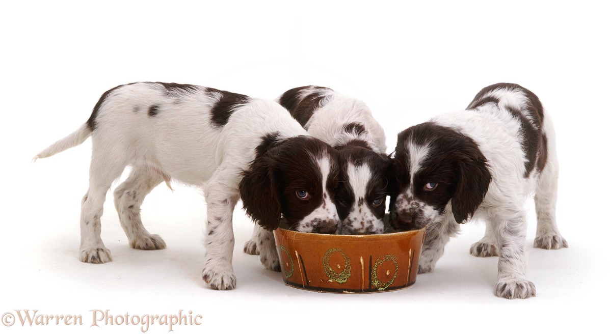 Two English Springer Spaniel pups, 7 weeks old, eating from ceramic bowl, white background
