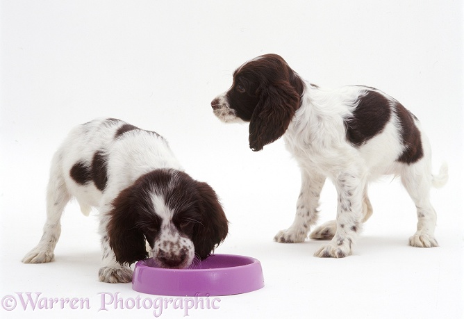 Two English Springer Spaniel pups eating from a purple plastic bowl, white background