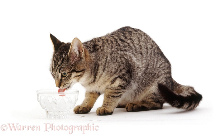 Tabby Siamese-cross female cat Kitty drinking water from small glass bowl, white background