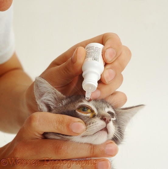 Anti-inflammatory eye drops containing steroids administered to grey Burmese-cross kitten, after Fluorescein used to check there is no ulceration of the cornea, white background