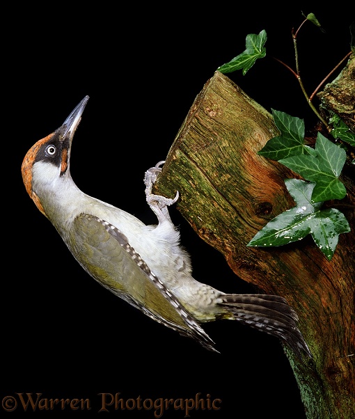 Green Woodpecker (Picus viridis) male perched on a dead oak stump.  Europe, Asia