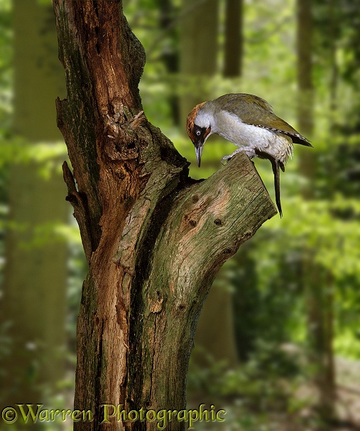 Green Woodpecker (Picus viridis) male perched on a dead oak stump.  Europe, Asia