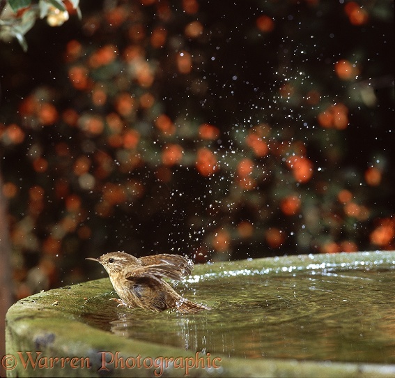 Wren (Troglodytes troglodytes) bathing in a birdbath.  Europe, Asia and N. America