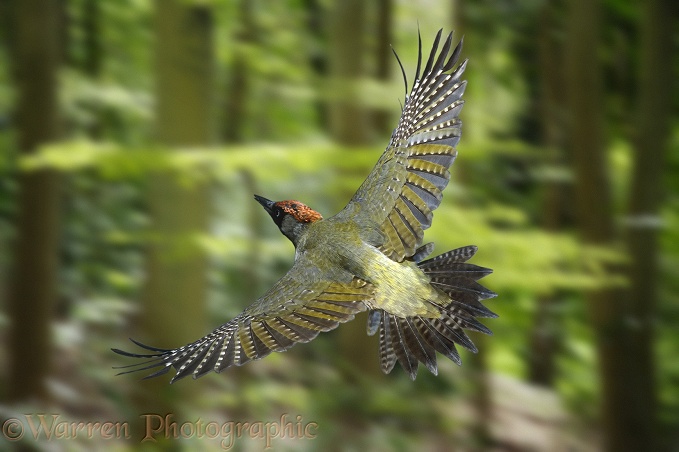 Green Woodpecker (Picus viridis) male in flight.  Europe, Asia