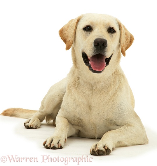 Yellow Labrador Retriever bitch Lucy, white background