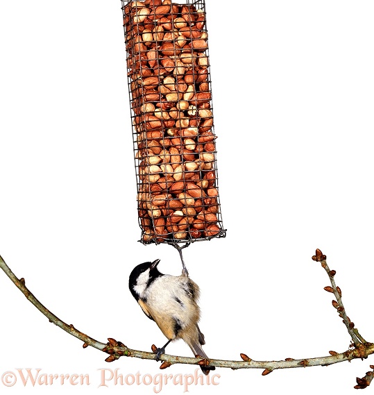 Coal Tit (Parus ater) reaching up to a peanut feeder.  Europe & Asia, white background