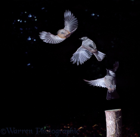 Coal Tit (Parus ater) taking off. Triple exposure at 60 millisecond intervals giving total exposure time of around 1/8 second.  Europe & Asia