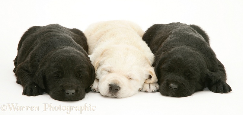 Three Labrador pups asleep, white background