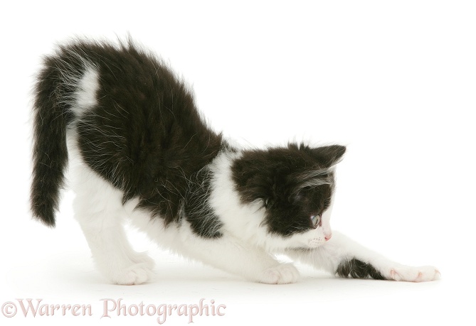 Black-and-white kitten stretching, white background