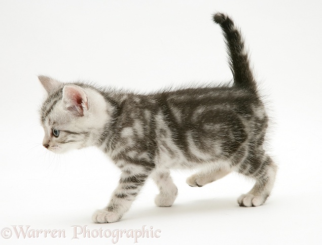 Silver tabby shorthair kitten walking across, white background