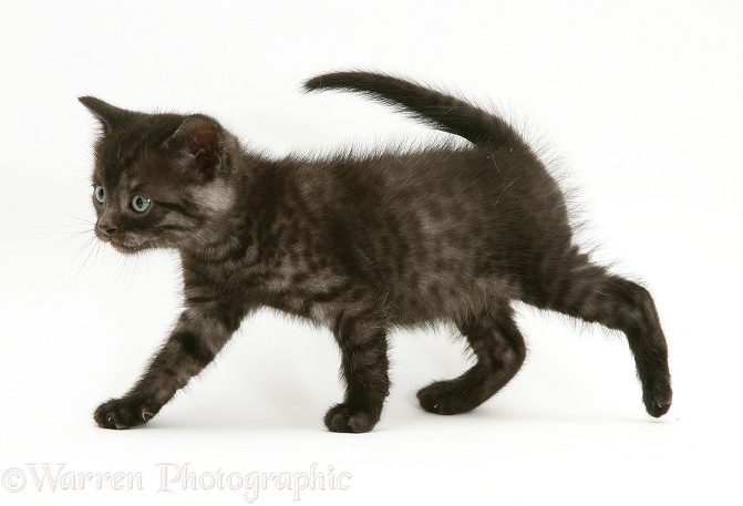 Black smoke shorthair kitten walking across, white background