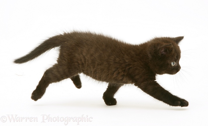 Black British Shorthair kitten running across, white background