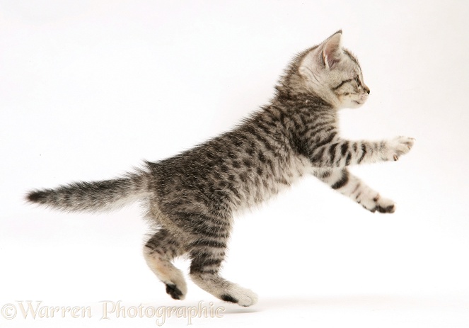 Silver spotted shorthair kitten leaping forward, white background