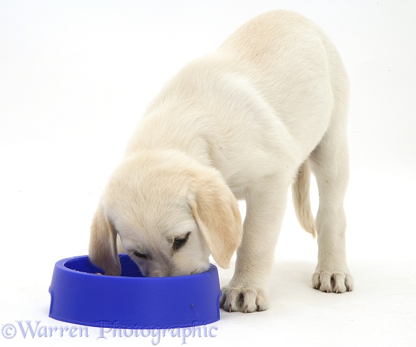 Golden Retriever pup eating from a blue bowl, white background