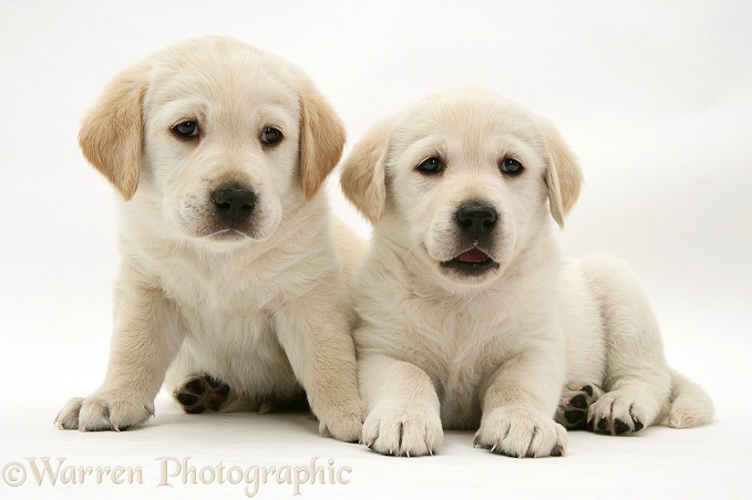 Two Goldador pups, white background