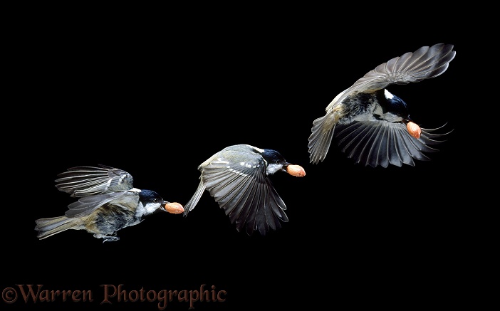 Coal Tit (Parus ater) flying off with a peanut.  Triple exposure at 30 millisecond intervals.  Europe & Asia