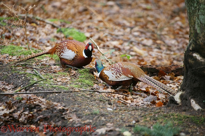 Game Pheasant (Phasianus colchicus) cocks facing up to each other