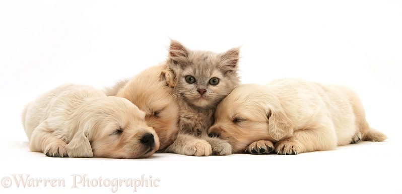 Lilac kitten in heap of sleeping Golden Retriever pups, white background