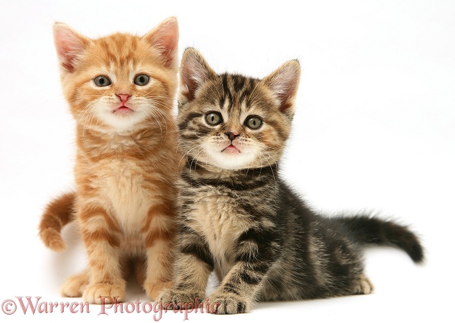 British Shorthair red tabby and tabby-tortoiseshell kittens, white background