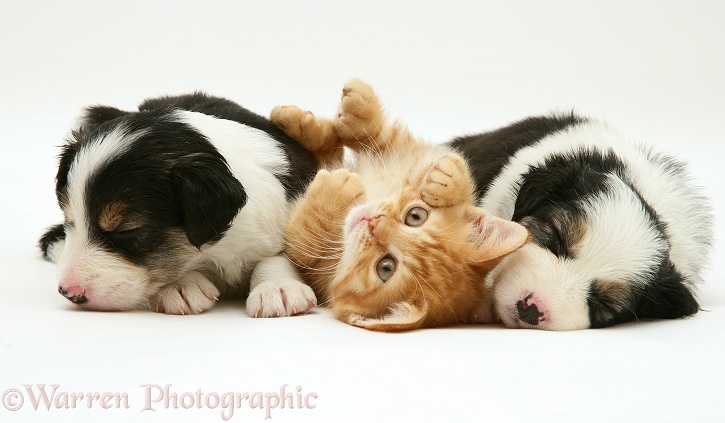 British shorthair red spotted kitten with sleepy tricolour Border Collie pups, all 5 weeks old, white background