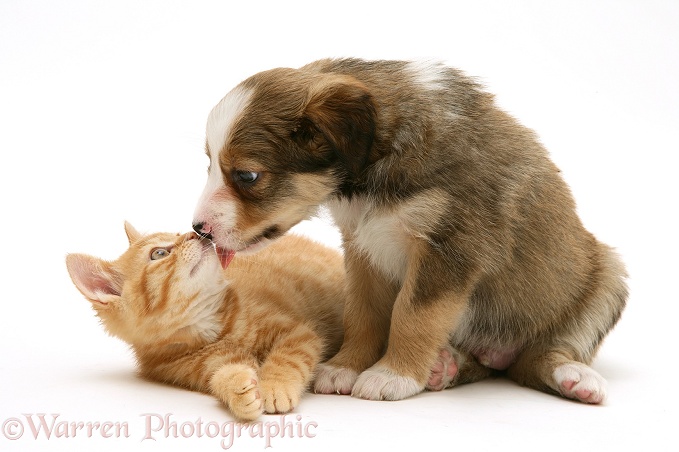Sable Border Collie pup licking chin of red spotted British Shorthair kitten, both 5 weeks old, white background