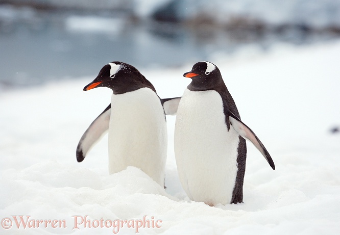 Gentoo Penguins (Pygoscelis papua).  Antarctica