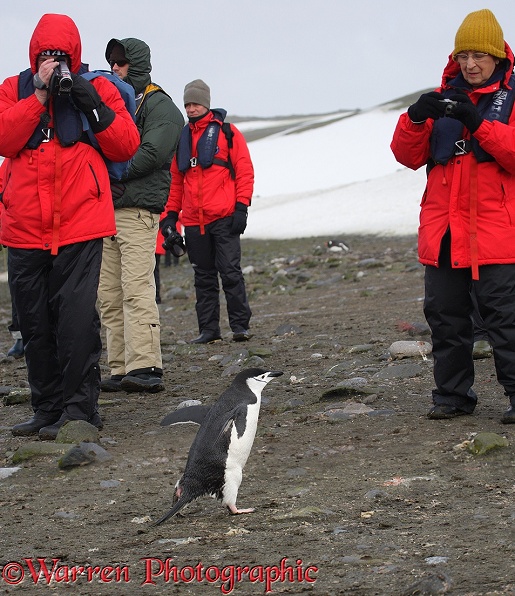 Tourists filming a Chinstrap Penguin.  Antarctica