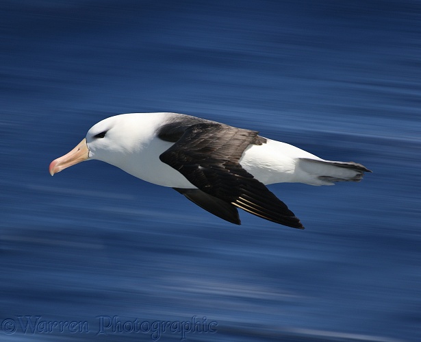 Black-browed Albatross (Thalassarche melanophris).  Southern Oceans