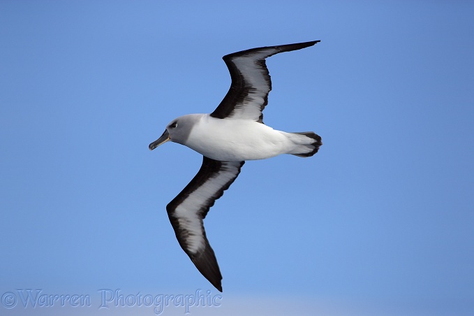 Grey-headed Albatross (Diomedea chrysostoma).  Southern Oceans