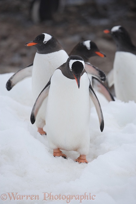 Gentoo Penguins (Pygoscelis papua).  Antarctica
