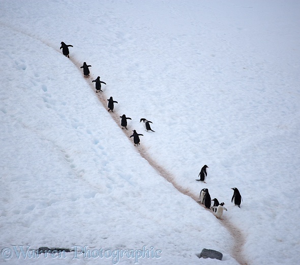 Gentoo Penguins (Pygoscelis papua) using a penguin walkway to get to their nesting ground from the sea.  Antarctica