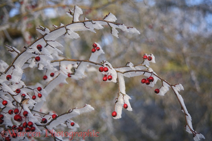 Rime growing on the leaward side of Hawthorn berries.  Surrey, England