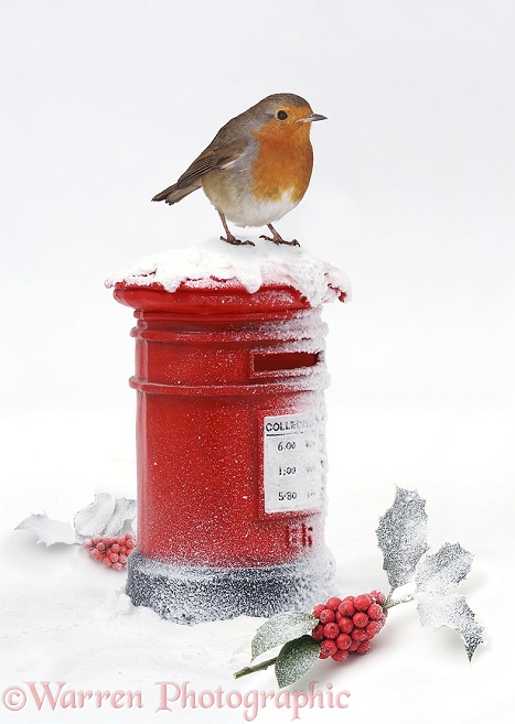 Robin and postbox, white background
