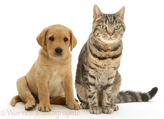 Retriever pup and tabby cat, white background