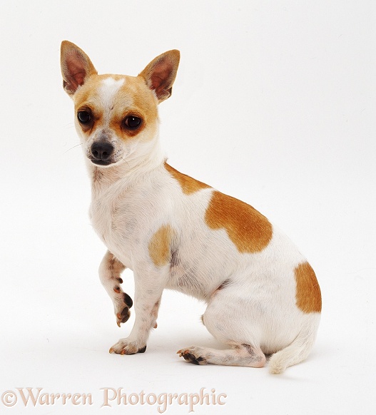 Smooth-haired Chihuahua, white background