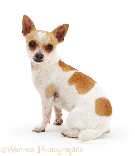 Smooth-haired Chihuahua, white background