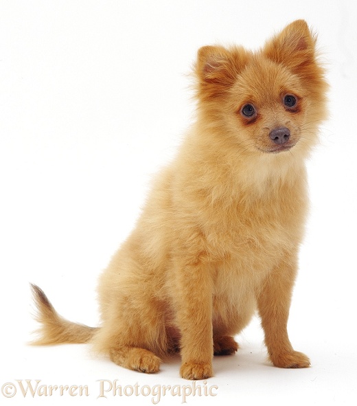 Pomeranian puppy, white background