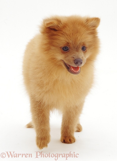 Pomeranian puppy, white background