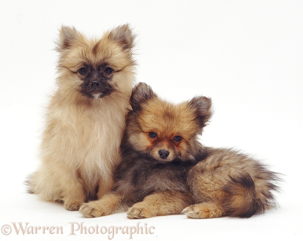 Pair of Pomeranian puppies, white background