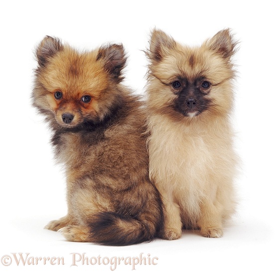 Pair of Pomeranian puppies, white background