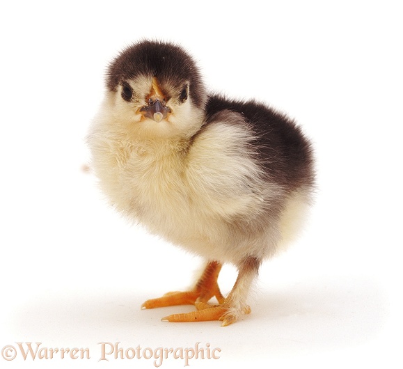 Black and yellow chick, white background